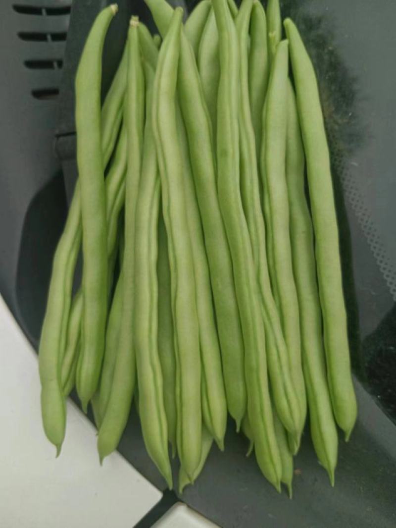 小金豆
