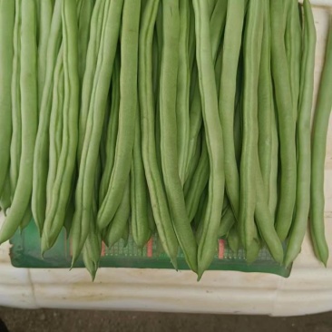 小金豆
