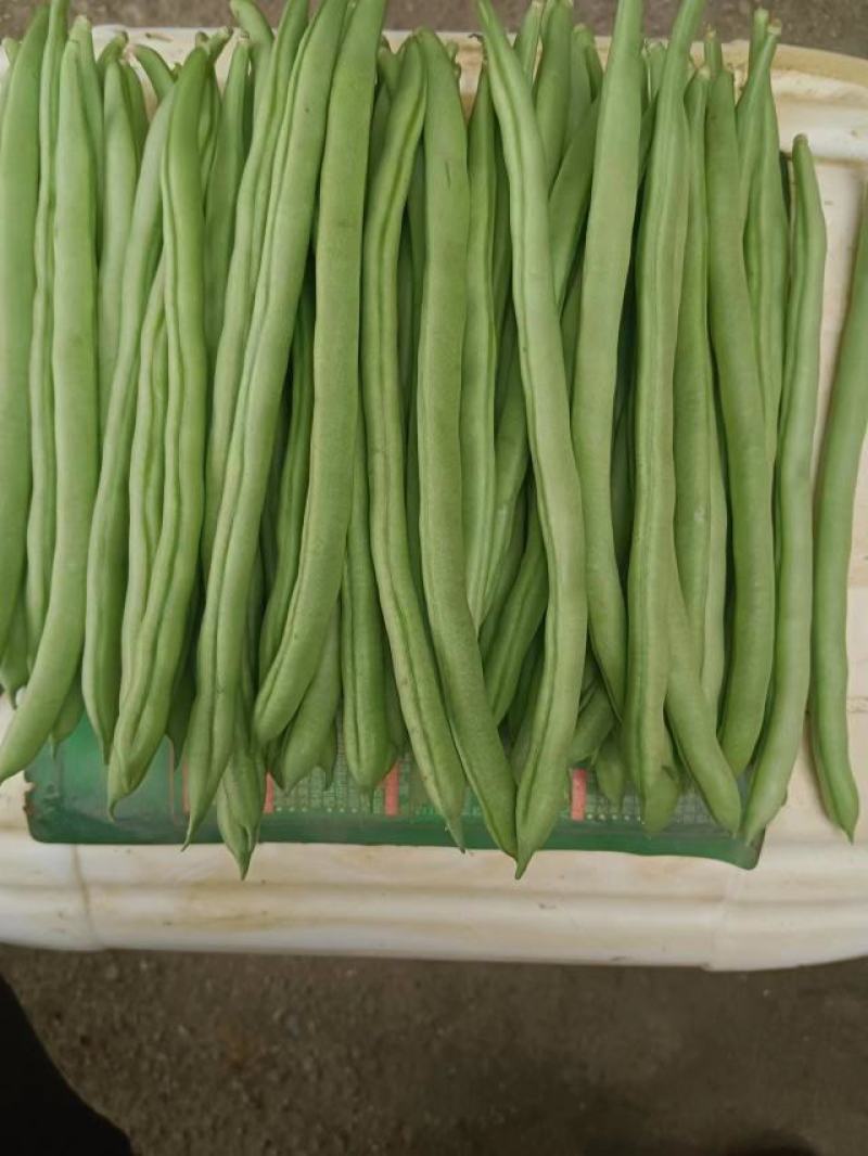 小金豆