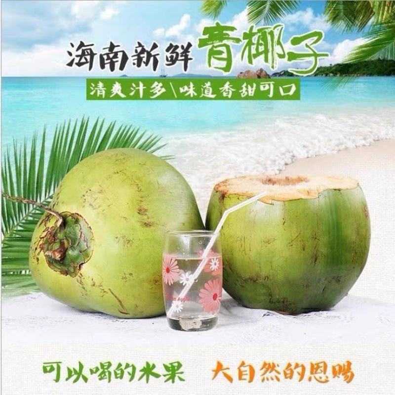 海南椰子/带皮青椰/文昌椰子/带皮椰子全国代办