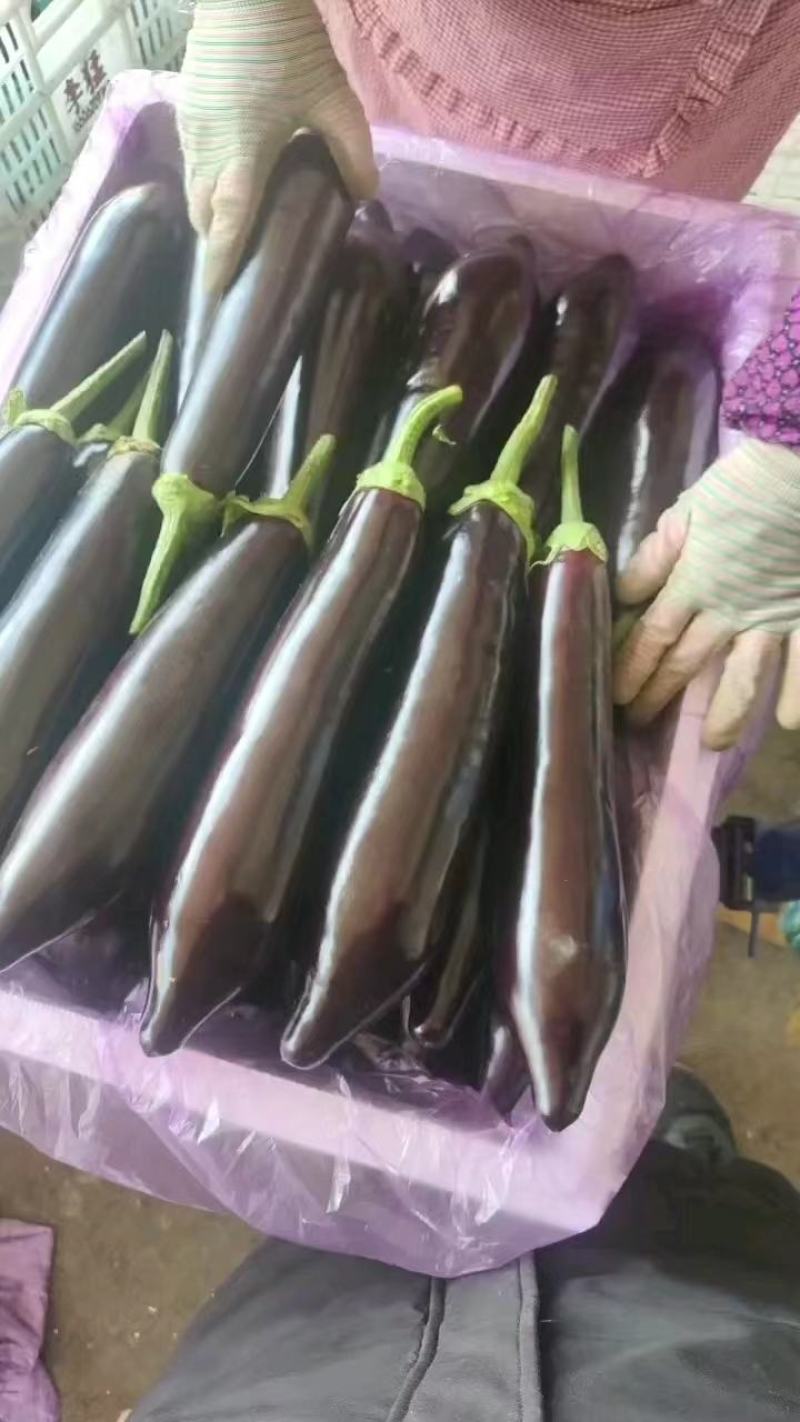 烧烤茄，765茄子，量大质优，代发全国，