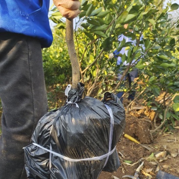 自家果园嫁接移植枸橘砧木纽荷尔脐橙3年树苗，品种纯正