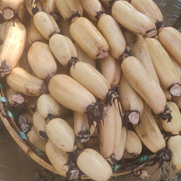 阜南精品莲藕一手货源可以视频看货
