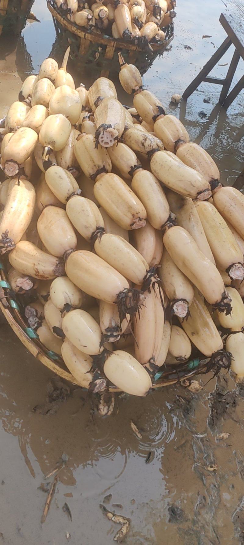 阜南精品莲藕一手货源可以视频看货