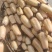 阜南精品莲藕一手货源可以视频看货