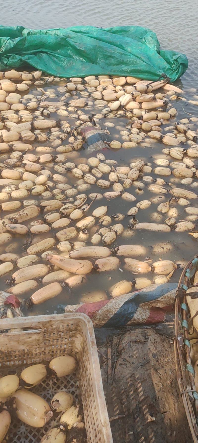 阜南精品莲藕一手货源可以视频看货
