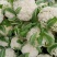河北邯郸永年蔬菜产地货源充足质量保证价格便宜量大从优