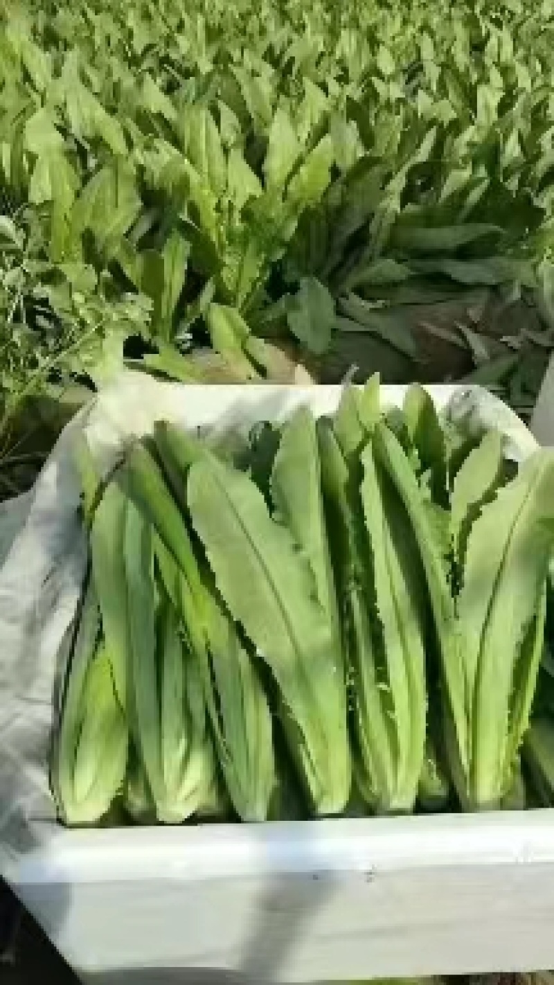 河北邯郸永年油麦菜货源充足质量保证价格便宜量大从优