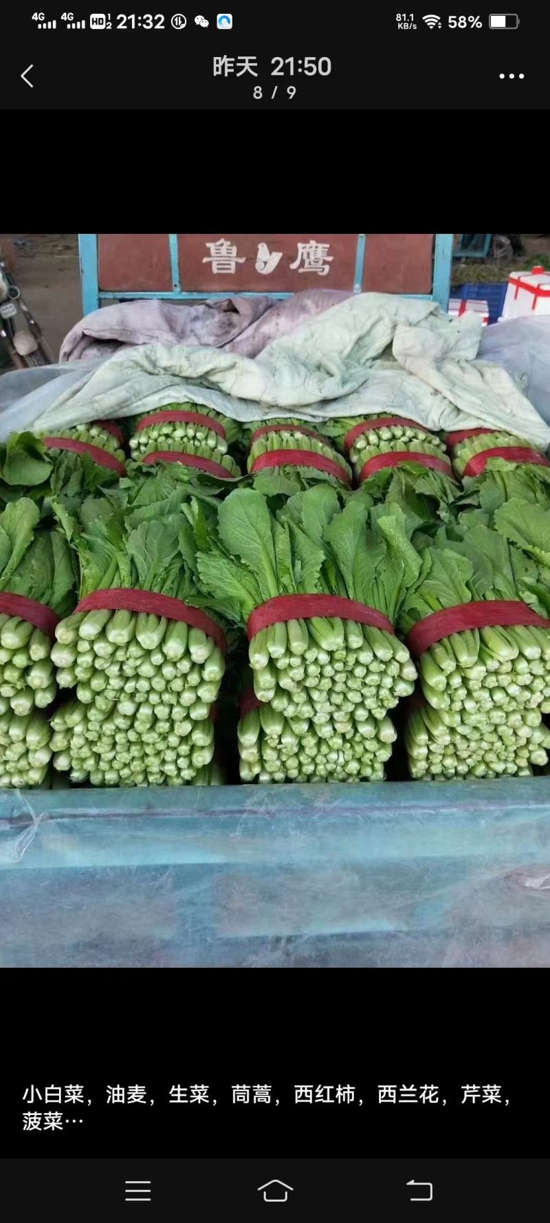 河北邯郸永年油麦菜货源充足质量保证价格便宜量大从优
