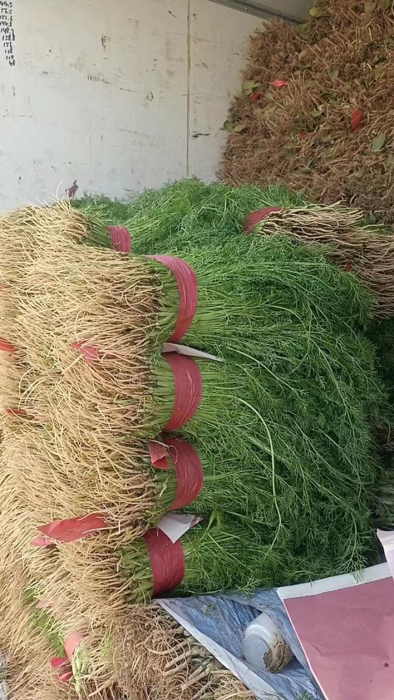 河北邯郸永年蔬菜产地货源充足质量保证价格便宜量大从优