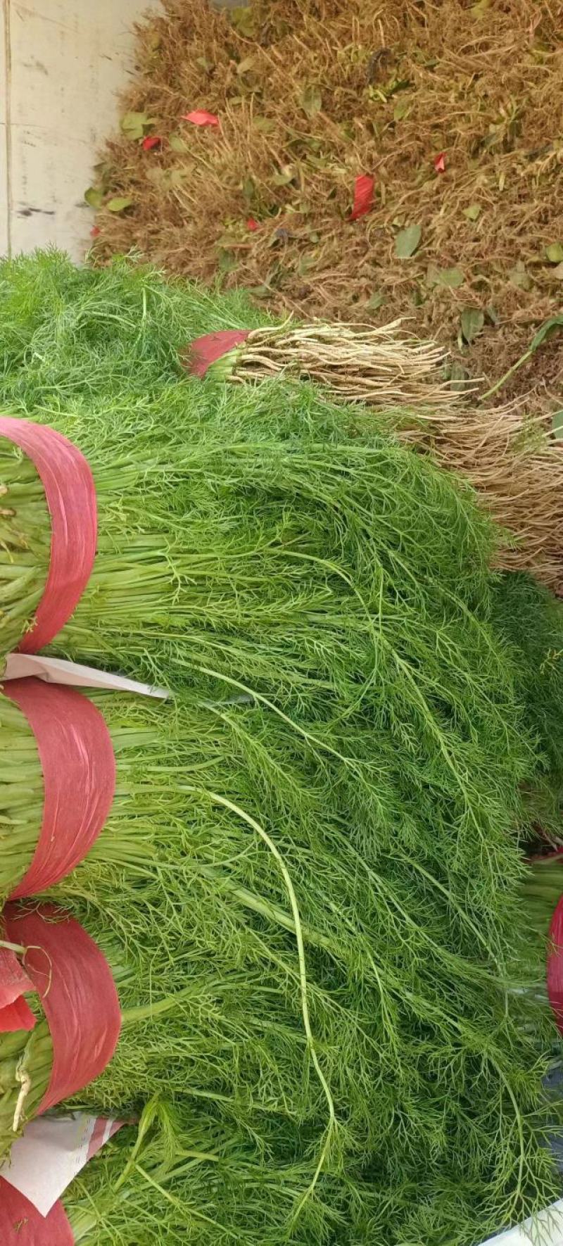 河北邯郸永年蔬菜产地货源充足质量保证价格便宜量大从优