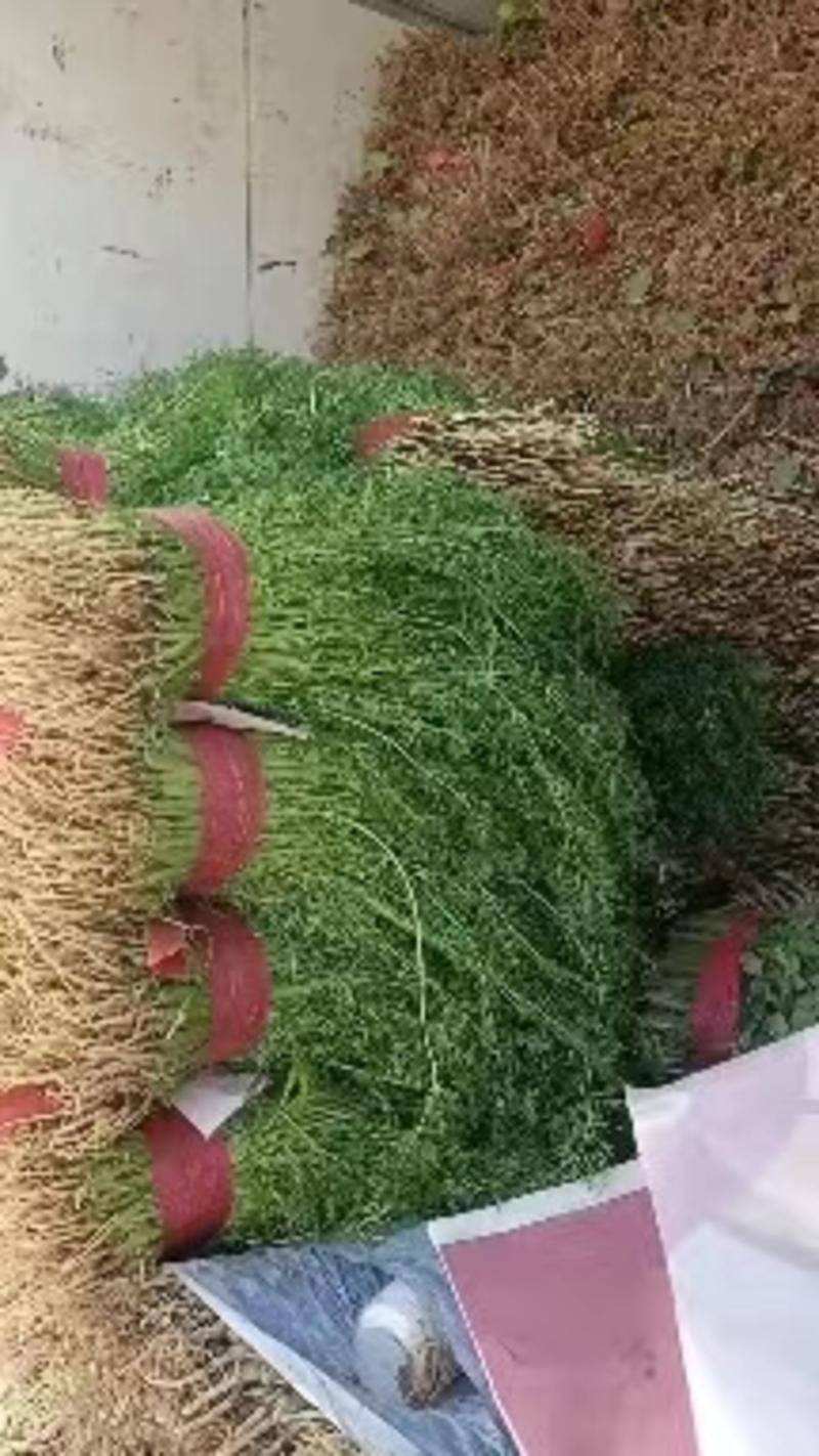 河北邯郸永年蔬菜产地货源充足质量保证价格便宜量大从优