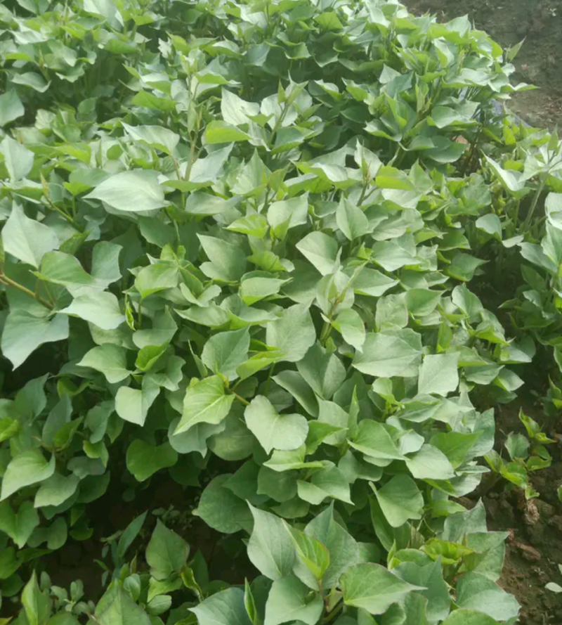 慧谷原种一代高产脱毒秦薯五号板栗红薯苗，全程技术指导。