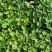 慧谷原种一代高产脱毒秦薯五号板栗红薯苗，全程技术指导。