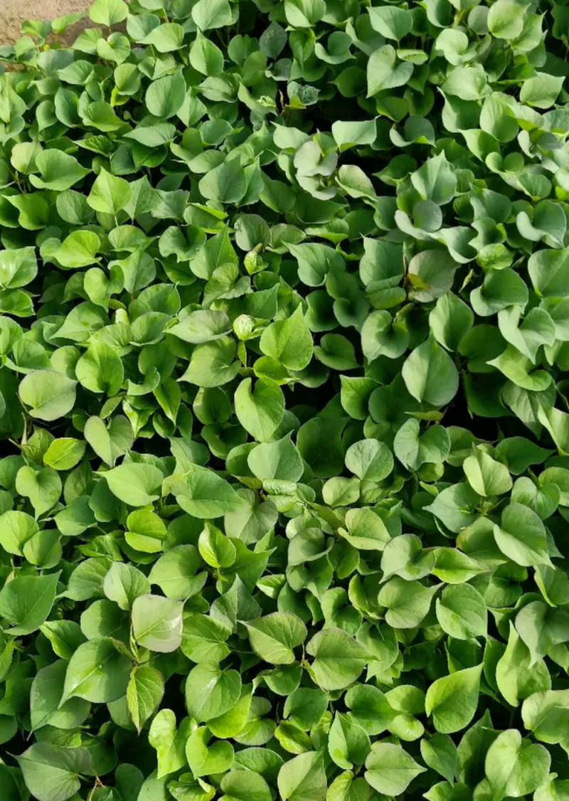 慧谷原种一代高产脱毒秦薯五号板栗红薯苗，全程技术指导。