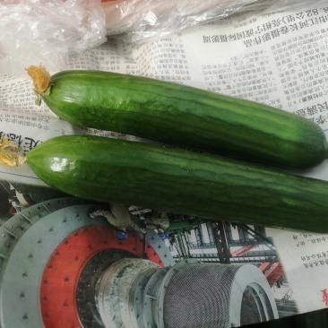 小黄瓜，大量现货，现摘现发，欢迎选购