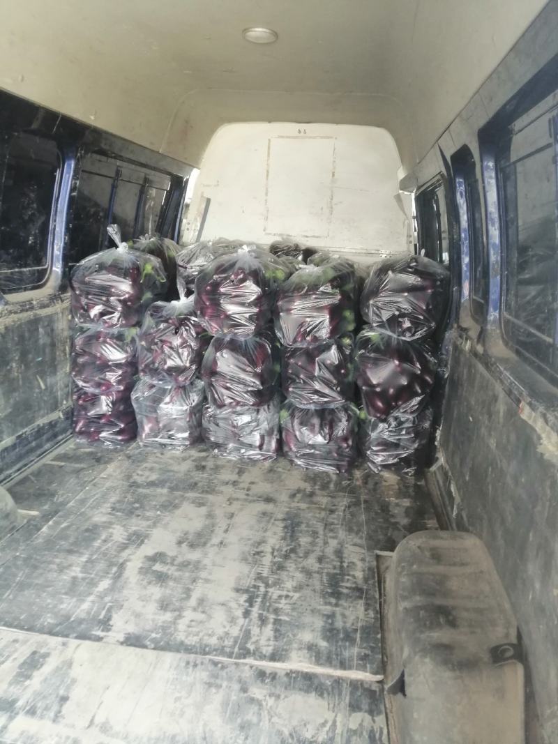 紫长茄，大量现货，欢迎选购产地发货品质好