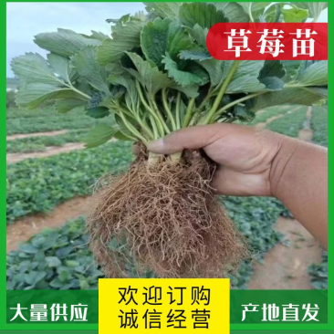 全明星草莓苗批发适合露地种植的品种果个硬耐运输