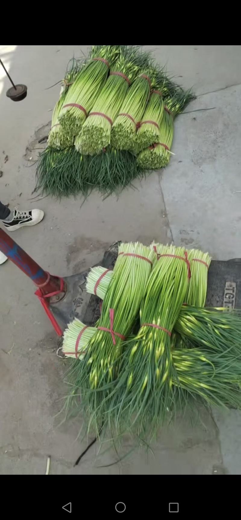 江苏丰县陆地蒜苔以陆续上市中以及各种蔬菜