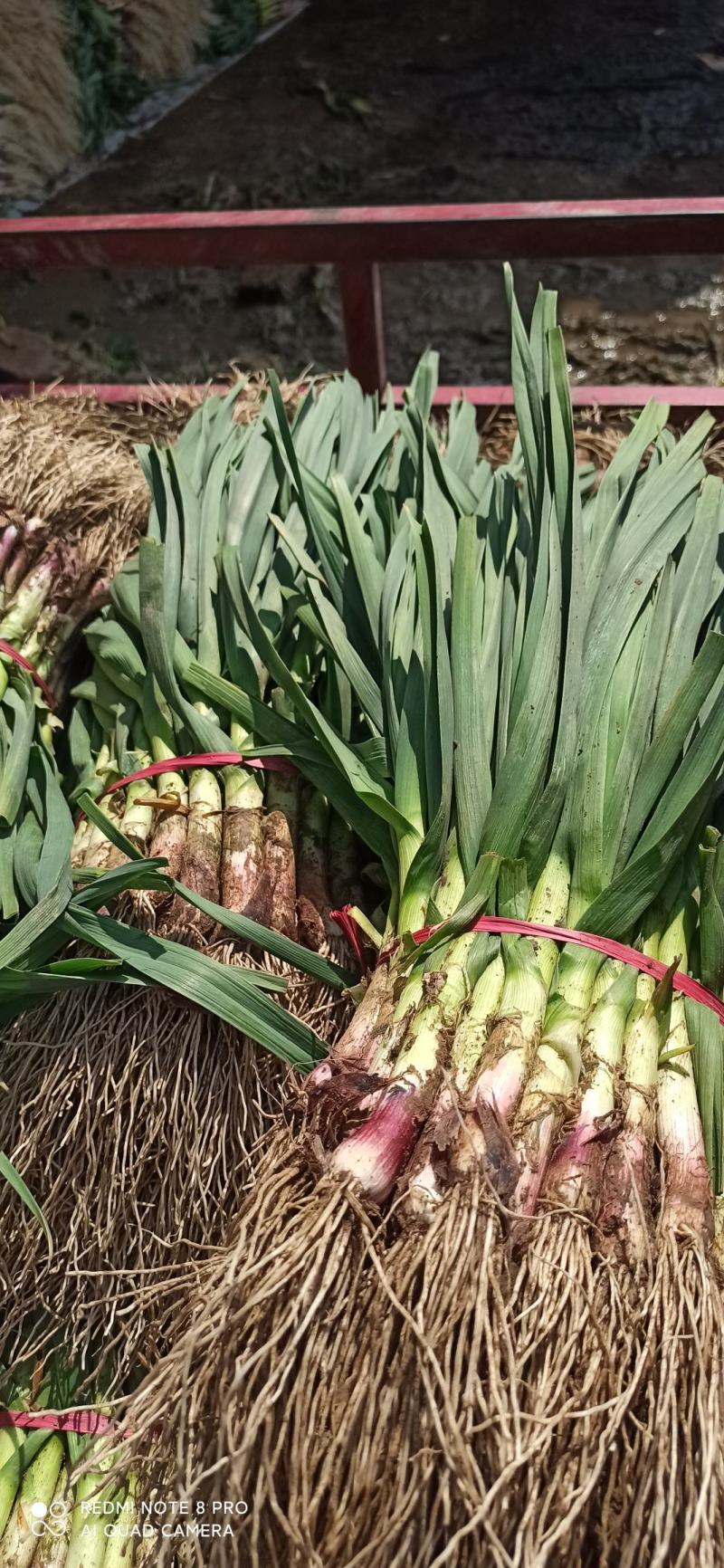 江苏丰县陆地蒜苔以陆续上市中以及各种蔬菜