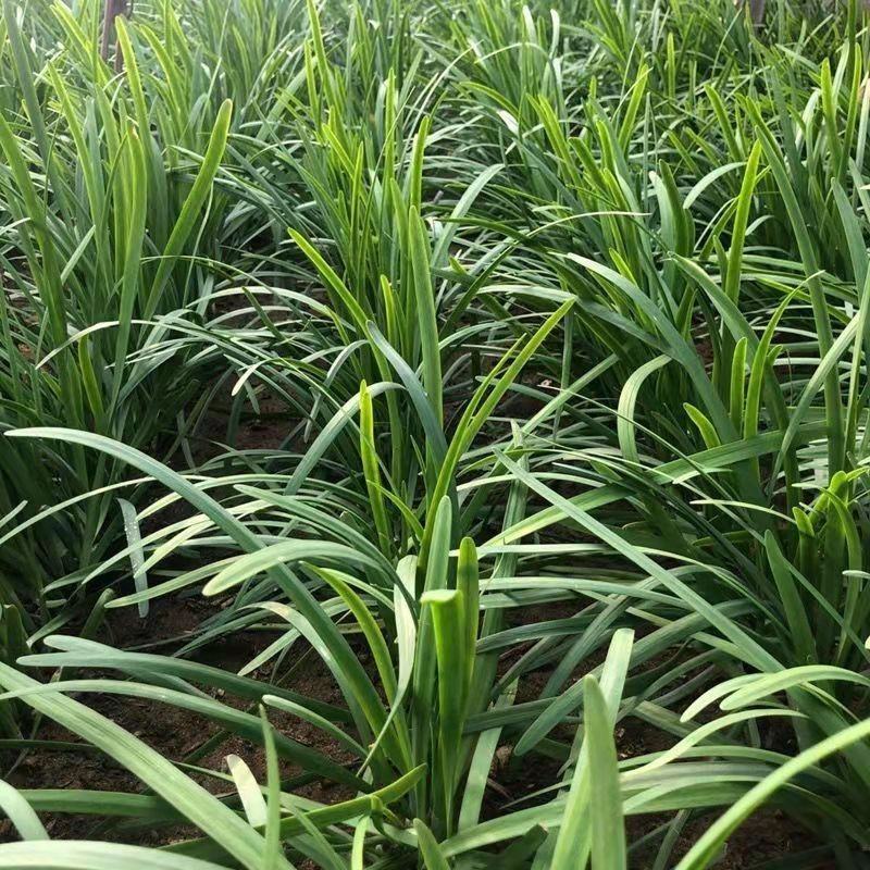 河北邯郸韭菜基地发货品质好价格美欢迎客商电联