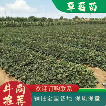 红颜草莓苗脱毒草莓苗冷藏箱发货成活率高穴盘基质土草莓