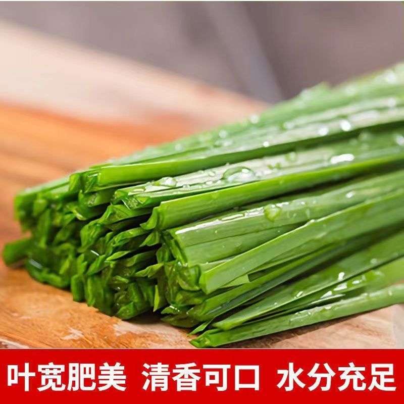 河北邯郸韭菜基地发货品质好价格美欢迎客商电联