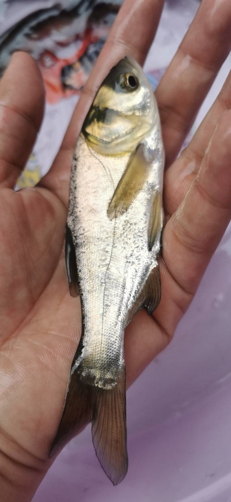 广西花鲢鱼苗大头鱼苗花鲢鱼苗雄鱼鱼苗胖头鱼苗鲢鳙鱼苗