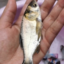 广西花鲢鱼苗大头鱼苗花鲢鱼苗雄鱼鱼苗胖头鱼苗鲢鳙鱼苗