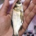 广西花鲢鱼苗大头鱼苗花鲢鱼苗雄鱼鱼苗胖头鱼苗鲢鳙鱼苗