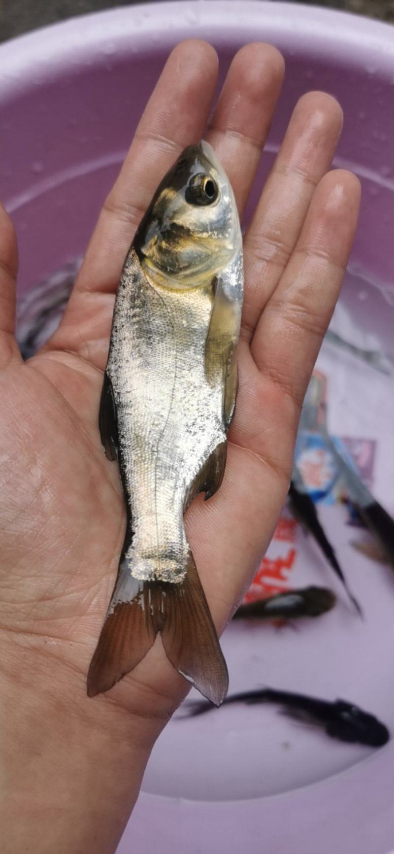 广西花鲢鱼苗大头鱼苗花鲢鱼苗雄鱼鱼苗胖头鱼苗鲢鳙鱼苗