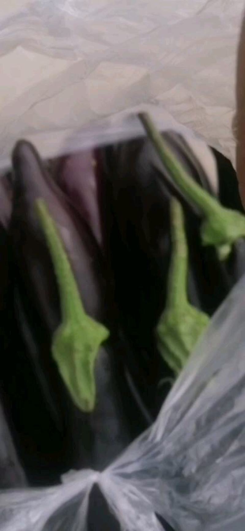 紫长茄，大量现货，欢迎选购产地发货品质好