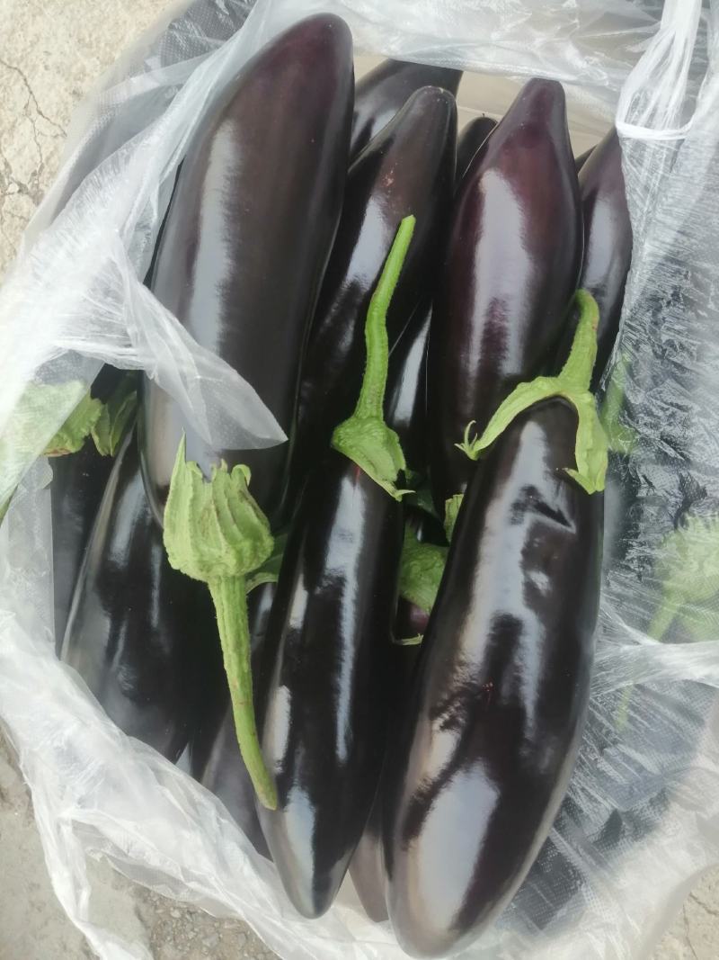 紫长茄，大量现货，欢迎选购产地发货品质好