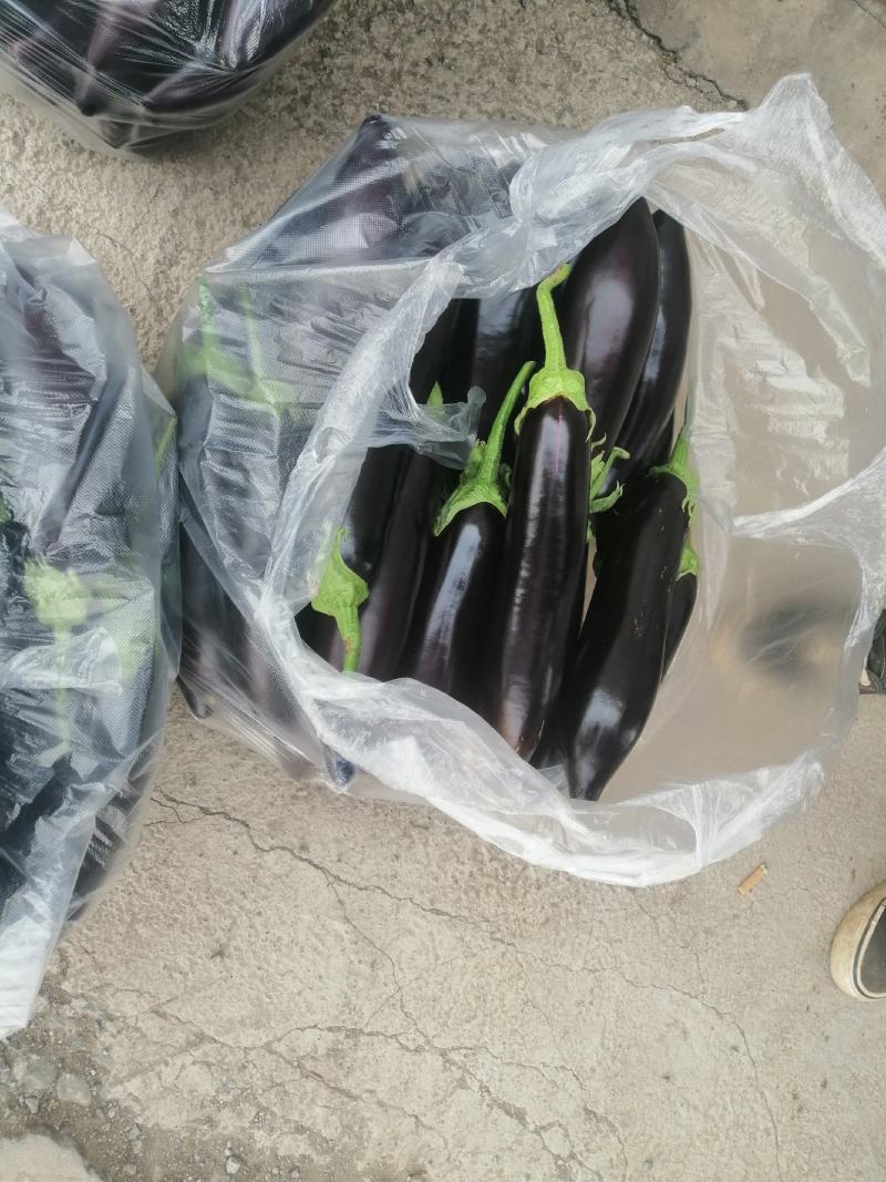 紫长茄，大量现货，欢迎选购产地发货品质好