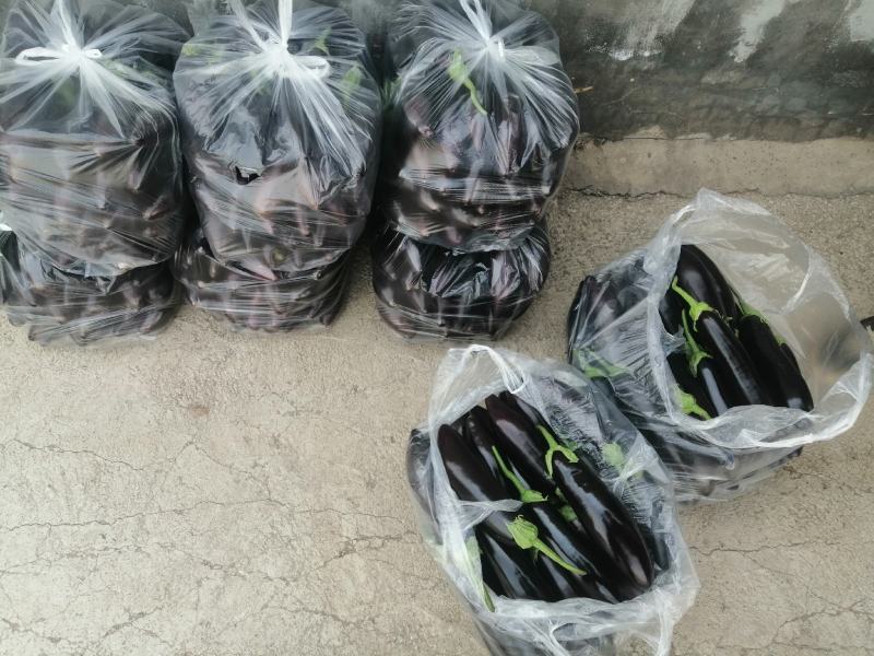 紫长茄，大量现货，欢迎选购产地发货品质好