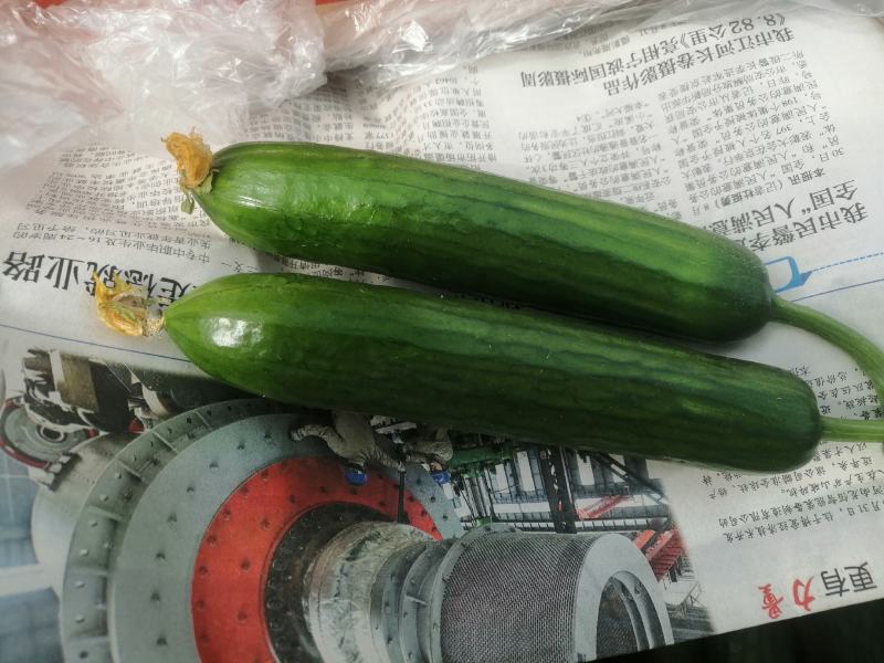 小黄瓜，大量现货，现摘现发，欢迎选购