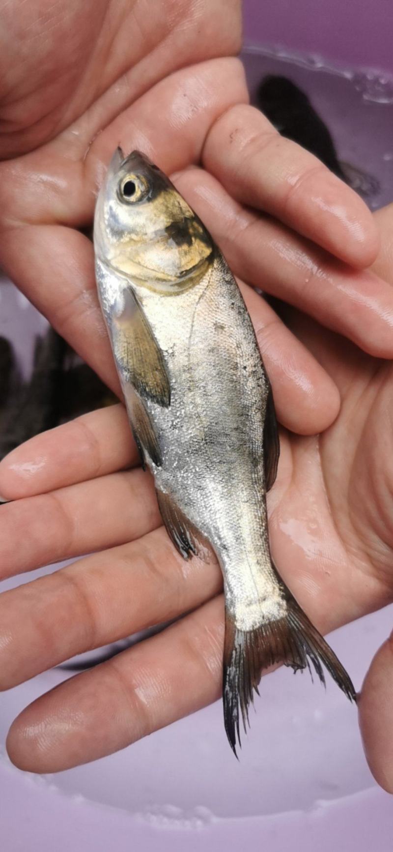 广西花鲢鱼苗大头鱼苗花鲢鱼苗雄鱼鱼苗胖头鱼苗鲢鳙鱼苗