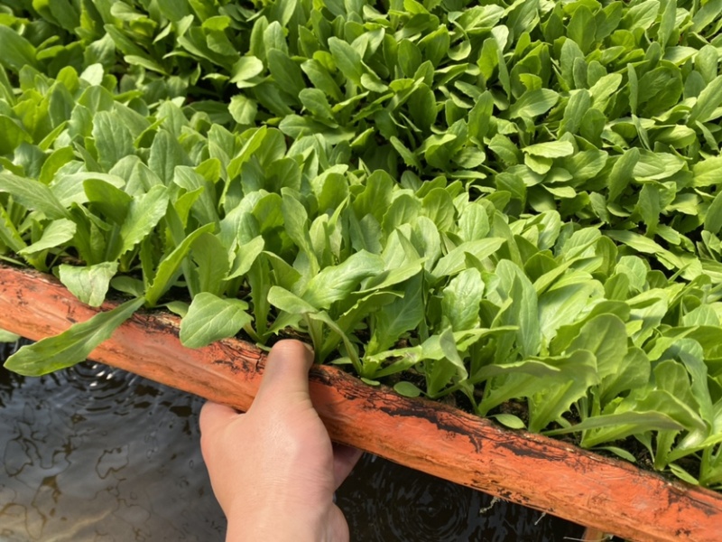 精品油麦菜苗、成活率高、产量高