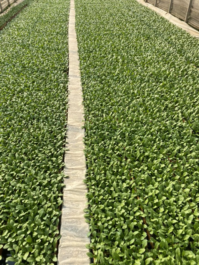 精品油麦菜苗、成活率高、产量高