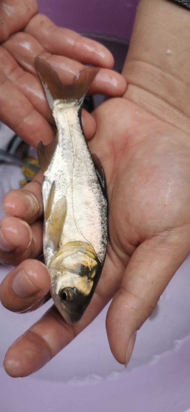 广西花鲢鱼苗大头鱼苗花鲢鱼苗雄鱼鱼苗胖头鱼苗鲢鳙鱼苗