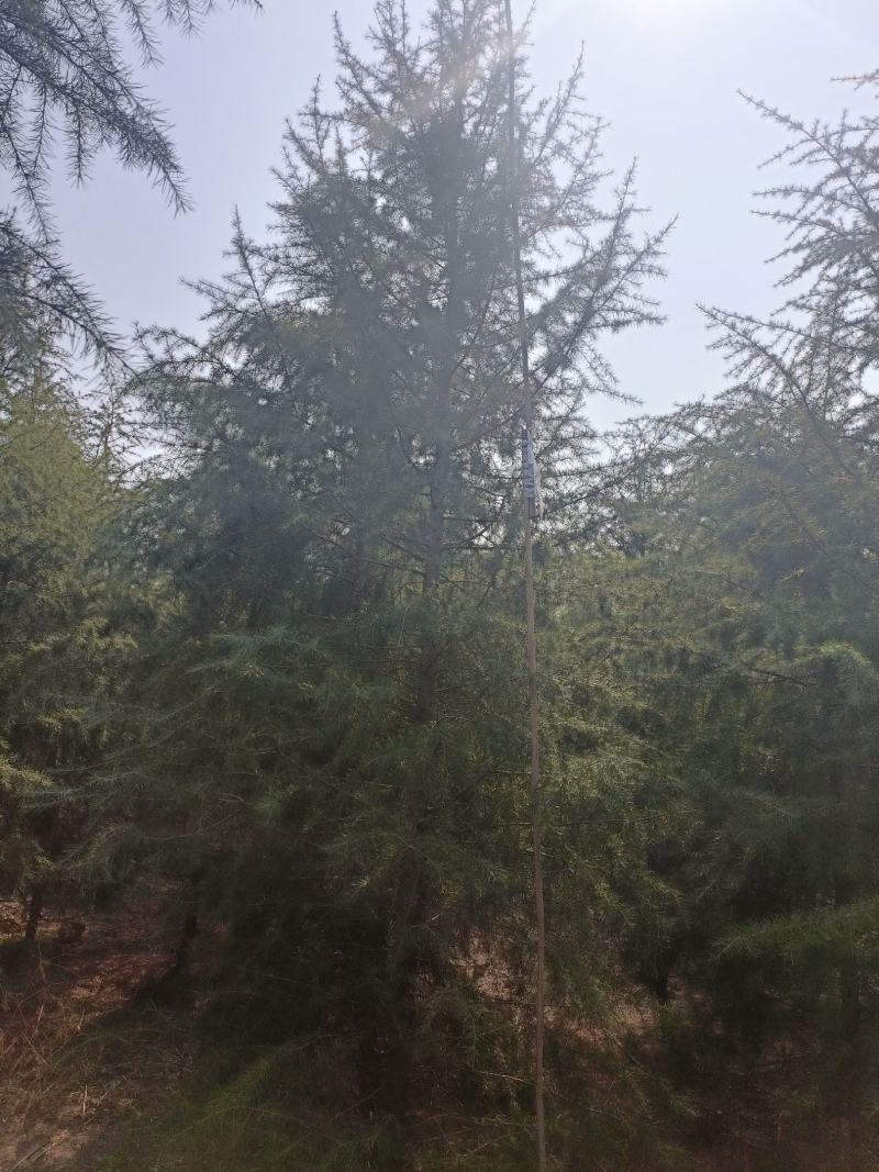 雪松树苗