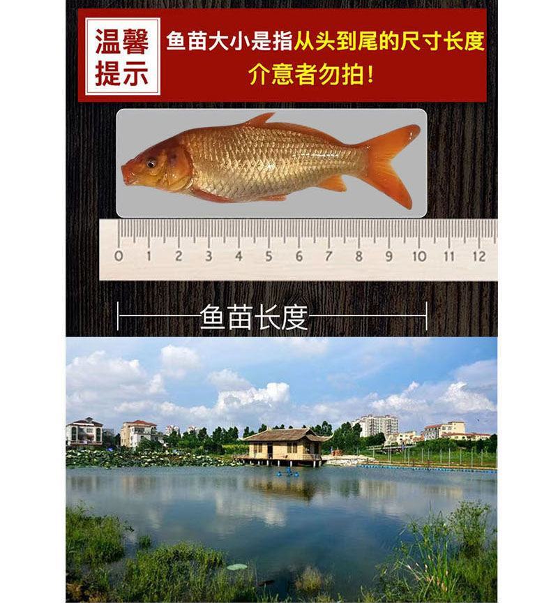 正宗优质大红鲤鱼苗兴国红鲤鱼苗荷包红鲤鱼苗品种优良
