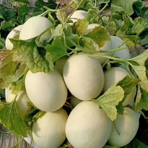 玉菇甜瓜台州产地玉菇甜瓜，沙土种植：品质优良