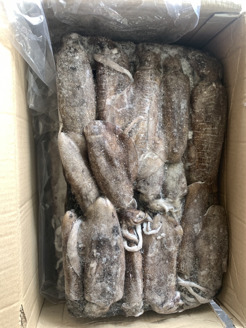 墨鱼，全规格，船冻陆冻都有，按需求联系➕我