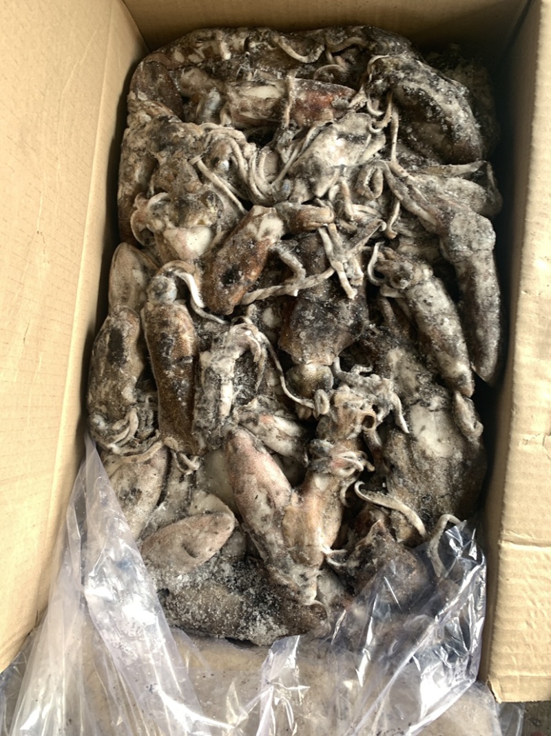 墨鱼，全规格，船冻陆冻都有，按需求联系➕我