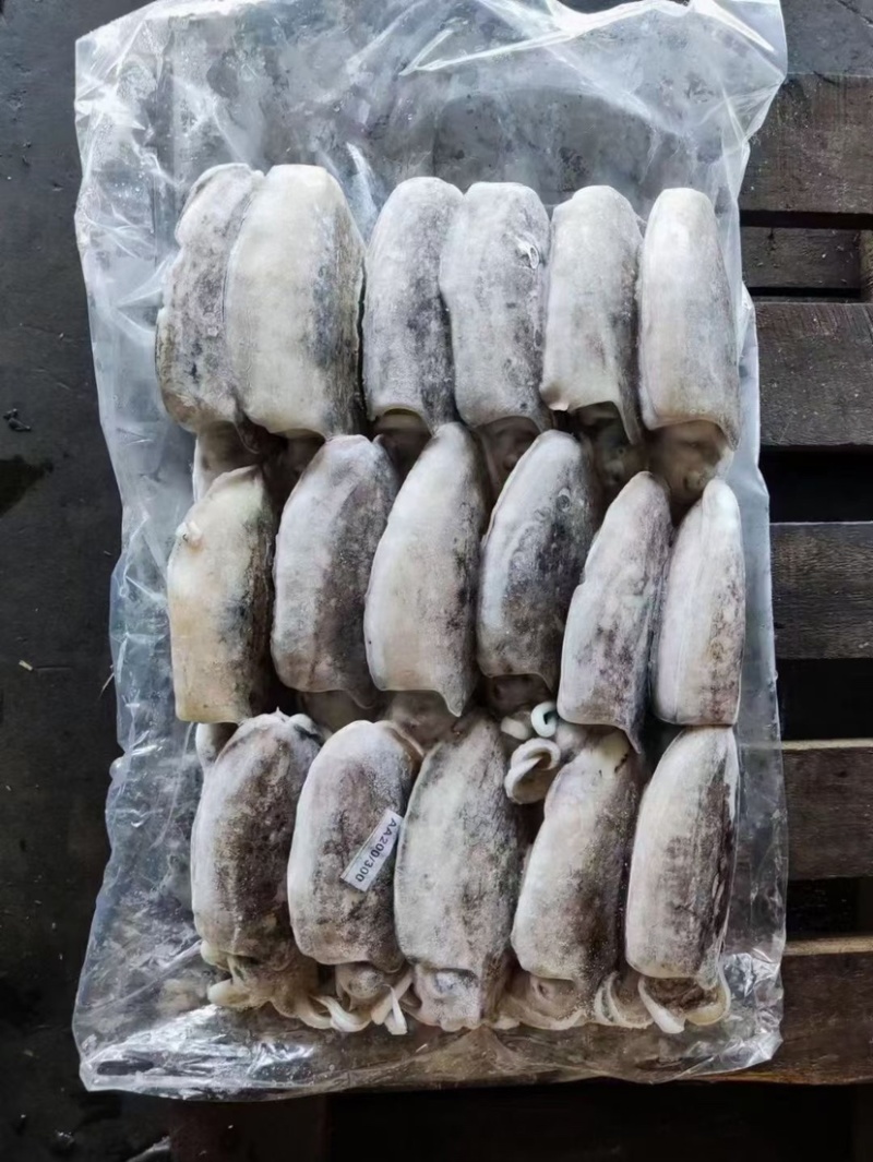 墨鱼，全规格，船冻陆冻都有，按需求联系➕我