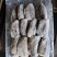 墨鱼，全规格，船冻陆冻都有，按需求联系➕我