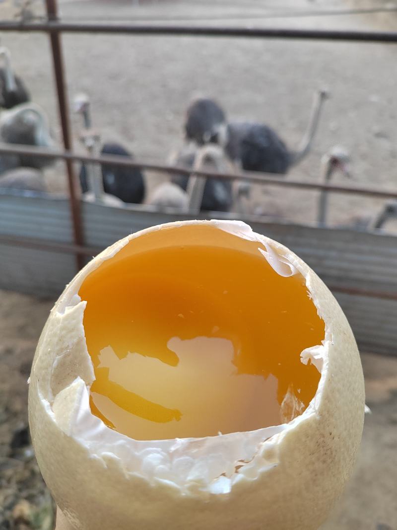 生鲜鸵鸟蛋