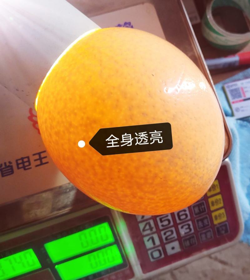 生鲜鸵鸟蛋