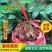 云南昆明斗南精品玫瑰种苗/黄玫瑰/金香玉扦插小苗